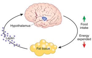 Leptin-450